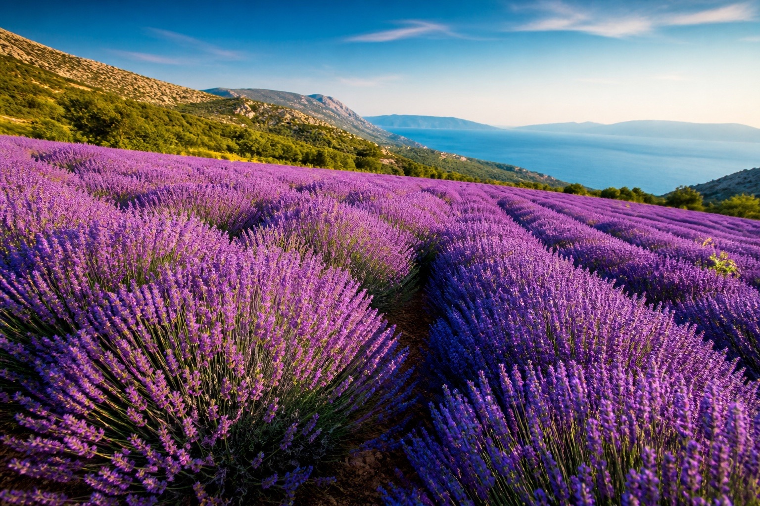 Vibrant purple lavender fields overlooking the Croatian Adriatic