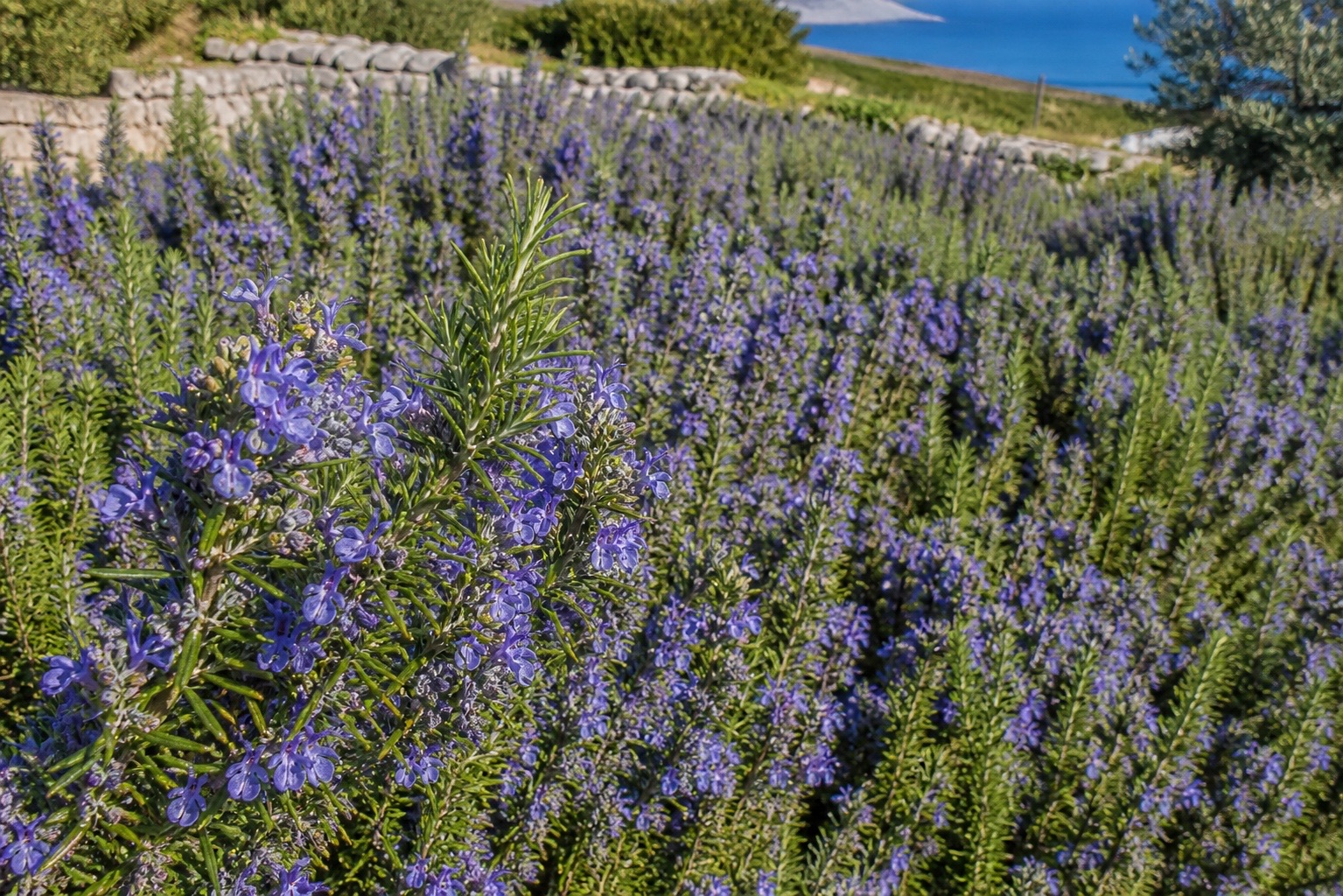 A coastal field of rosemary covered in blue violet flowers