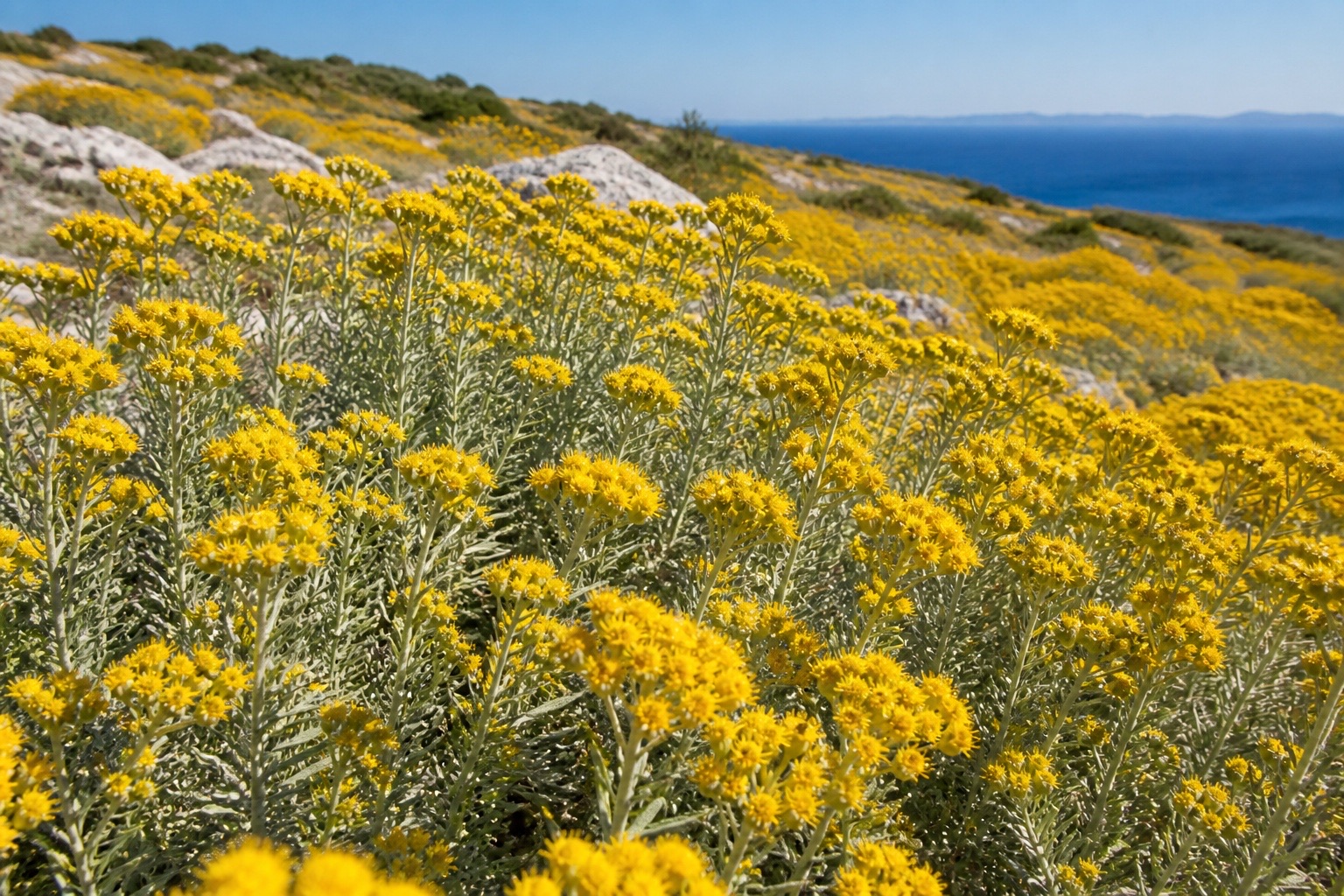 A dense golden yellow field of Croatian smilje by the Adriatic